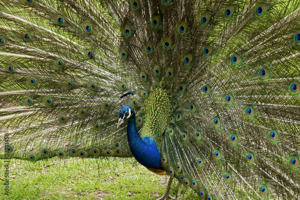 Obraz premium Beautiful blue peacock