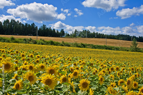 Sunflower