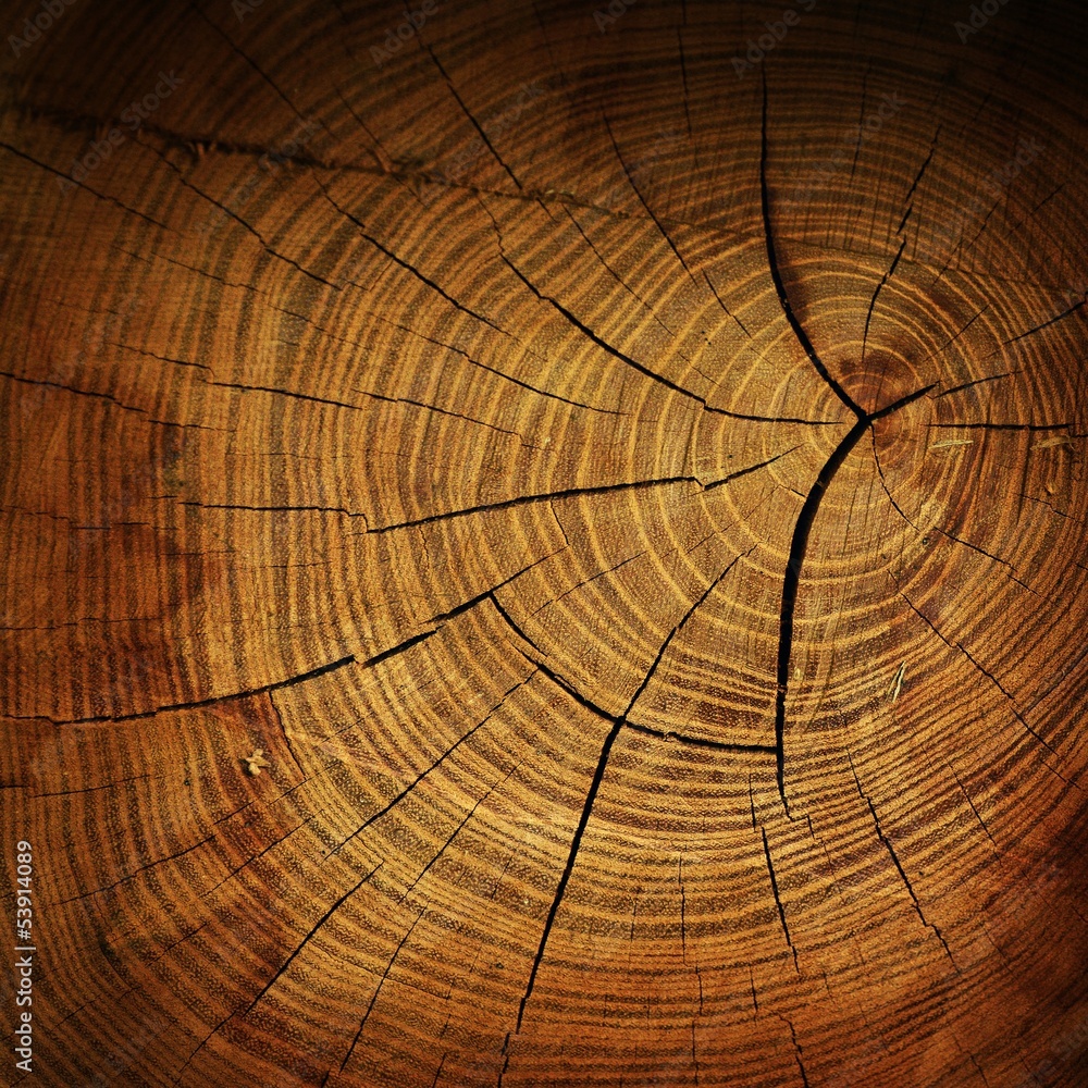 Fototapeta premium Tree stump