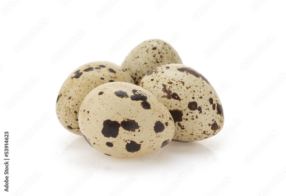 quail egg on white quail egg on white