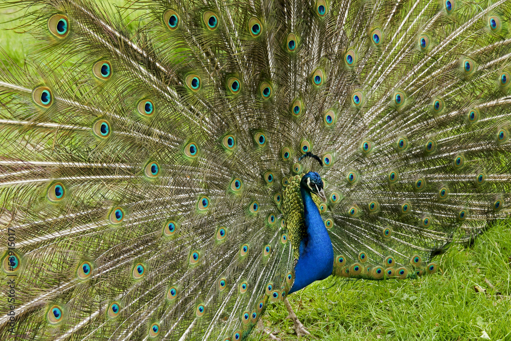 Obraz premium Beautiful blue peacock