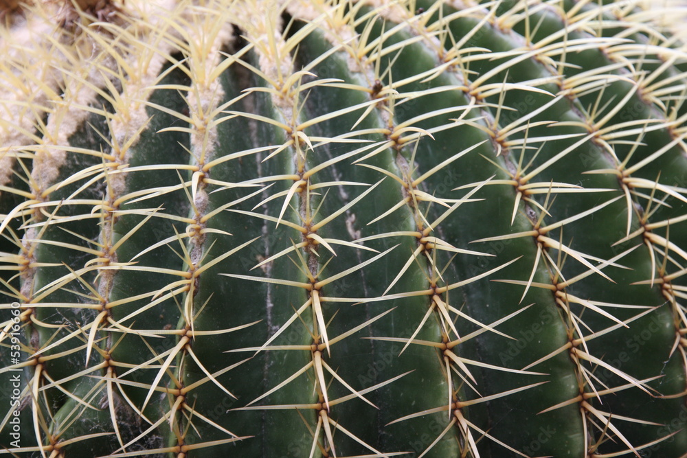 Quills and prickly cactus spines of a dangerous succulent plant Quills and prickly cactus spines of a dangerous succulent plant