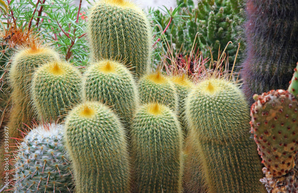 mix of many succulents and cactus with very sharp prickles and t Stock ...