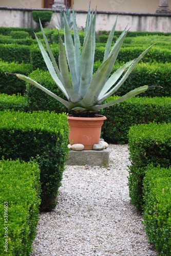 agave and aloe plant in the flower bed of a convent photo