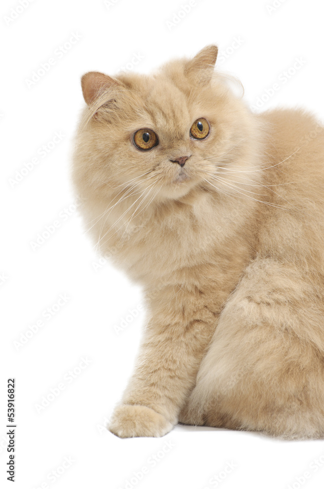 Isolated persian cat