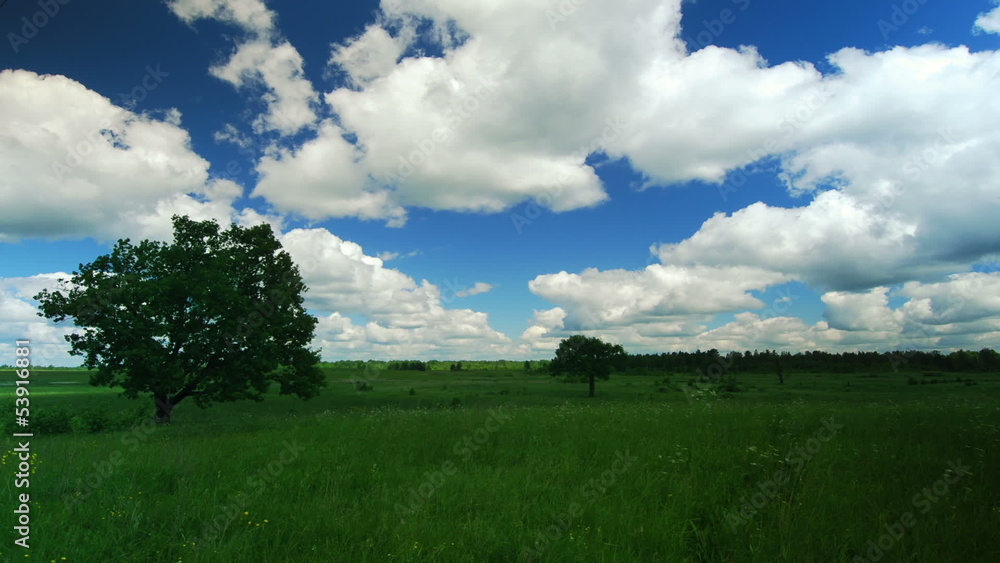 Lonely tree on a meadow against sky with clouds Lonely tree on a meadow against sky with clouds