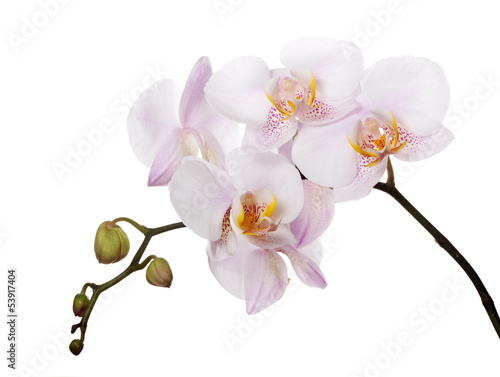 Fototapeta Naklejka Na Ścianę i Meble -  orchids with pink spotted centers on branch