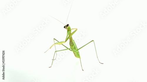 Wallpaper Mural Mantis cleaning its legs. Torontodigital.ca