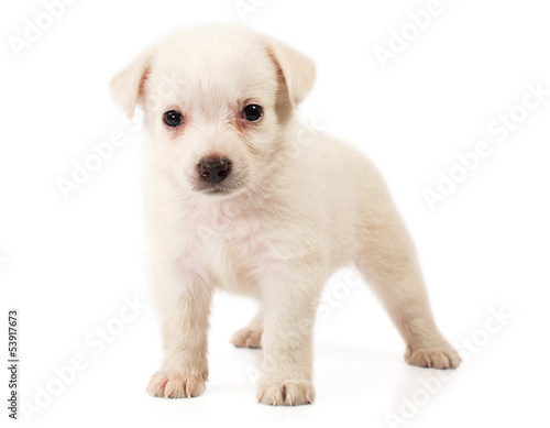 little white puppy close-up