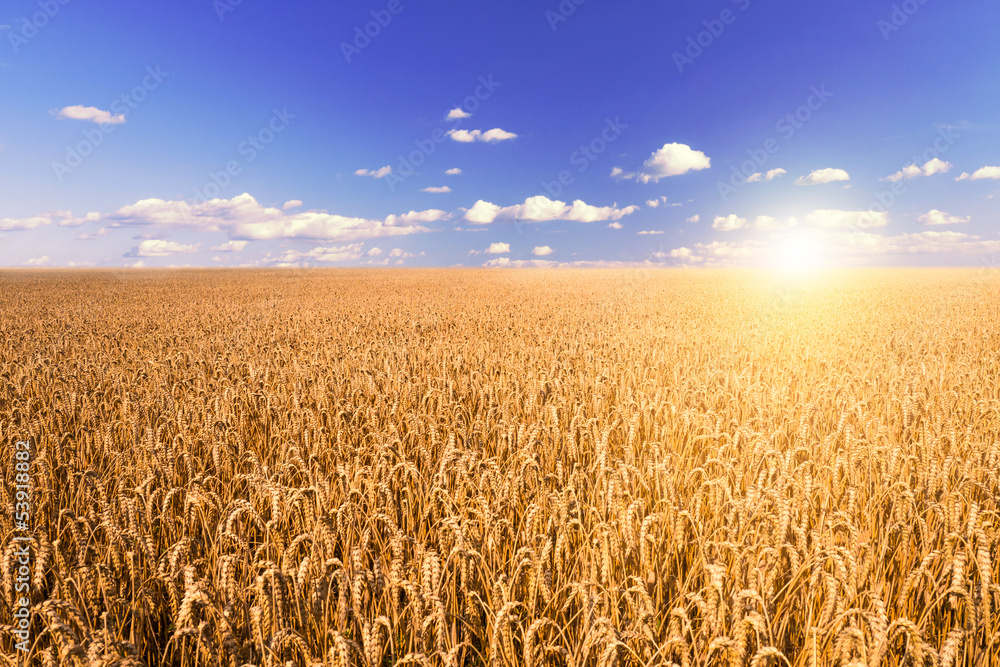 Naklejka premium wheat field