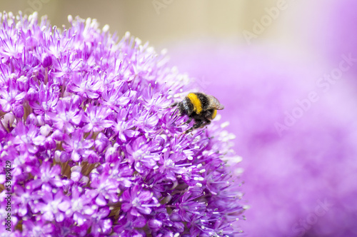 Close-Up Macro of Yellow and Black Bumble Bee on Allium Flower photo