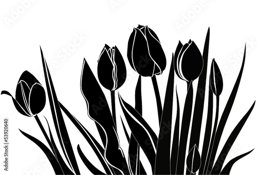 Fototapeta Naklejka Na Ścianę i Meble -  tulips flowers it is isolated