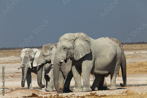 group of elephants in the national park of Namibia
