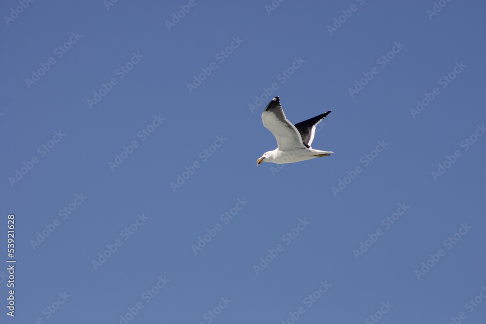 Obraz premium Got fish!