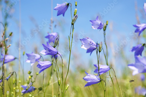 Field of harebell in the springtime