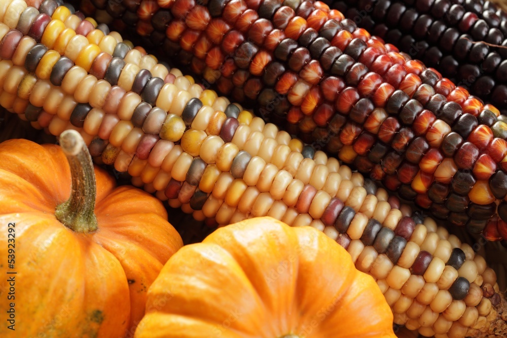 Pumpkins and indian corn arrangement Pumpkins and indian corn arrangement