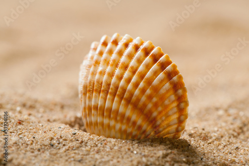 Seashell on sand © zest_marina