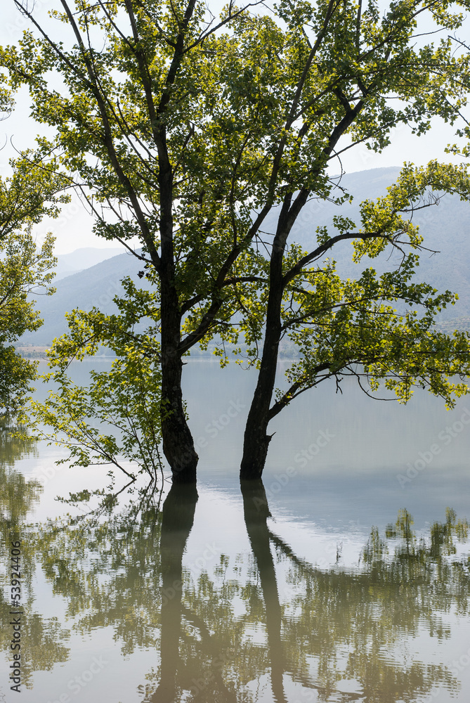 Flooded trees in Sant Antoni swamp, Pre-Pyrenees, Catalonia Flooded trees in Sant Antoni swamp, Pre-Pyrenees, Catalonia
