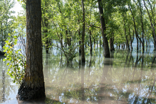 Flooded trees in Sant Antoni swamp, Pre-Pyrenees, Catalonia