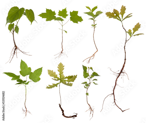 Small trees with roots isolated on white