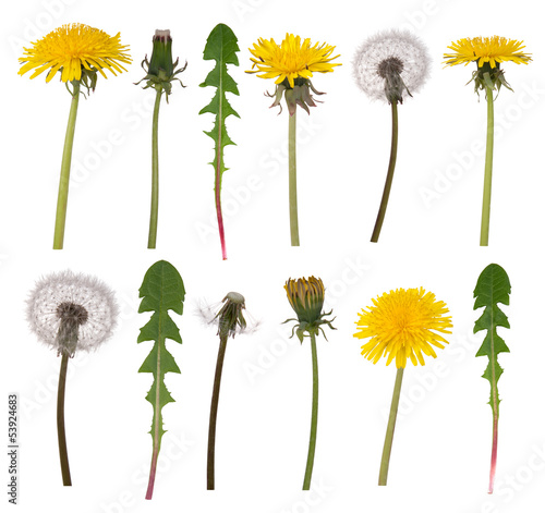 Dandelion flowers and leaves isolated on white