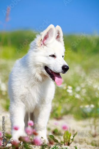 White Swiss Shepherd puppy © DragoNika