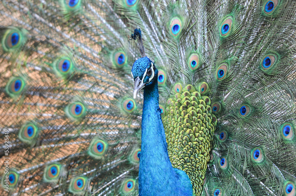 Obraz premium Peacock is displaying its plumage