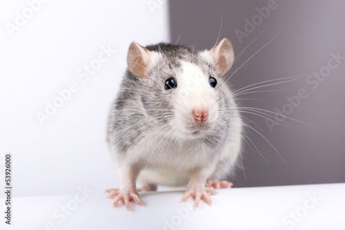 Decorative silver rat on white half gray background