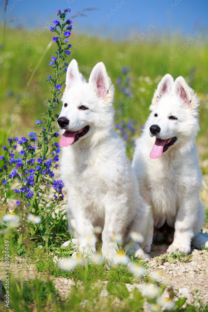 White Swiss Shepherd puppy White Swiss Shepherd puppy
