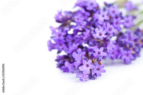 Fototapeta Naklejka Na Ścianę i Meble -  Lavender Flowers