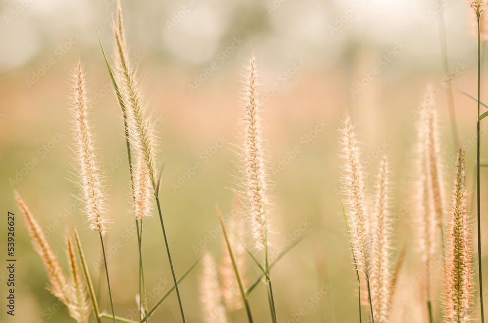The spring flowers of a summer grass The spring flowers of a summer grass