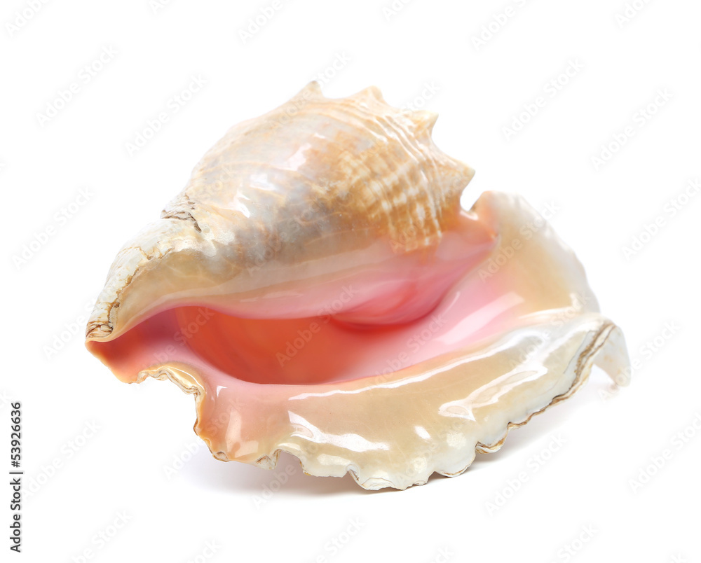 sea shell isolated on white