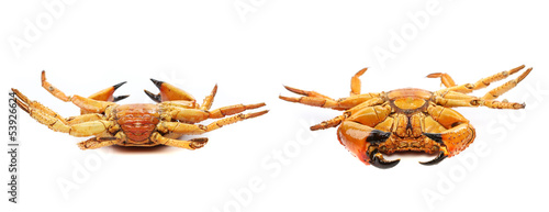Two seafood red crabs isolated on a white
