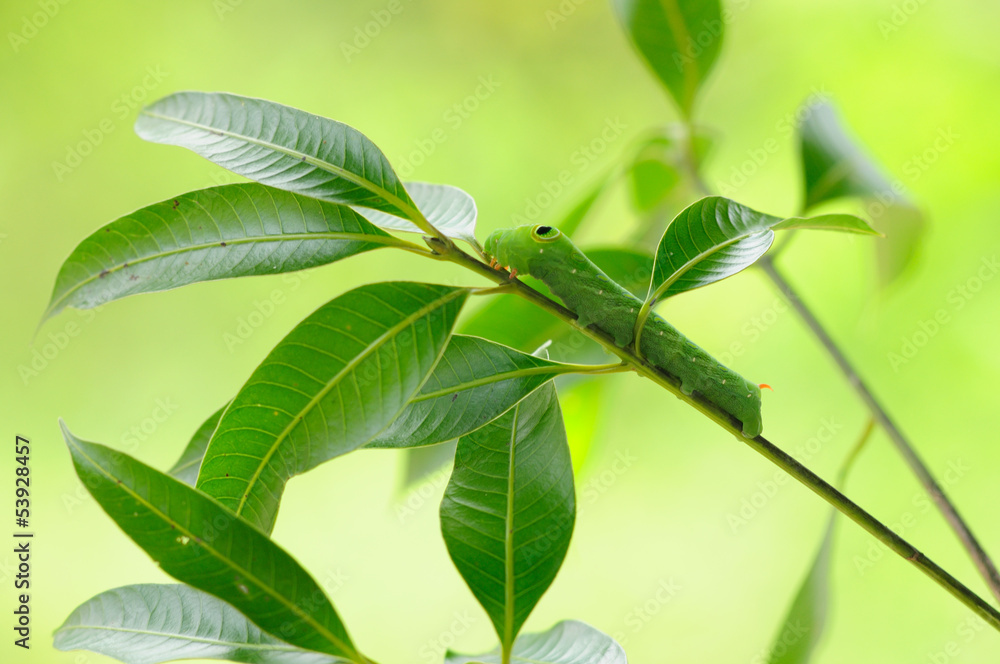 Obraz premium Green worm on branch