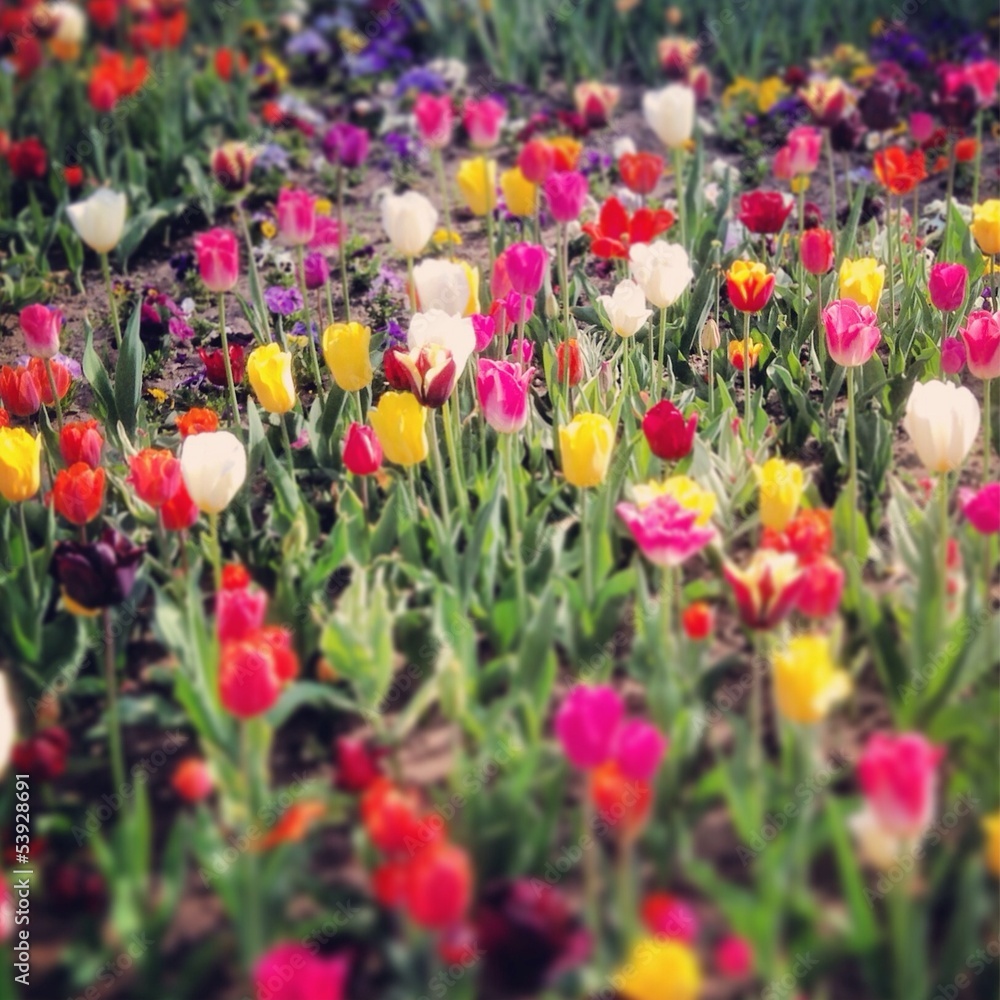 Bunte Tulpen im Garten