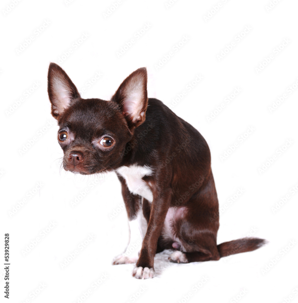 Cute chihuahua portrait isolated on white