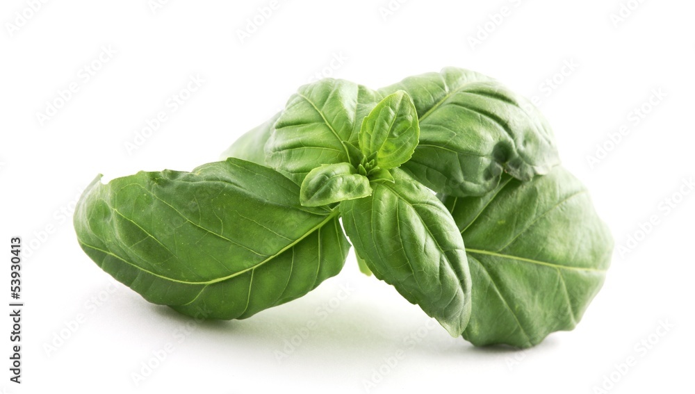 Fresh basil on white background Fresh basil on white background