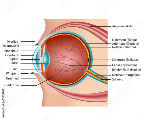 Aufbau Auge, Beschreibung deutsch