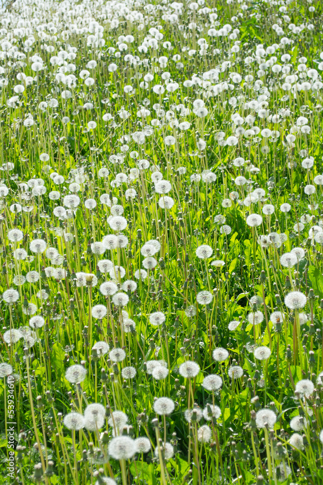 Fototapeta premium Dandelion field