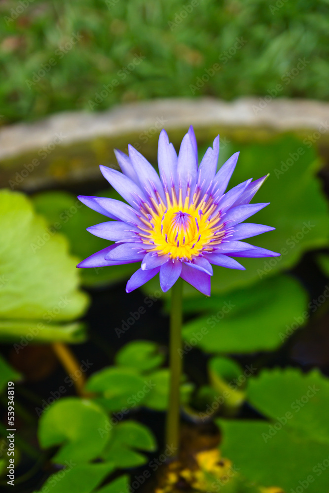 Purple lotus Purple lotus