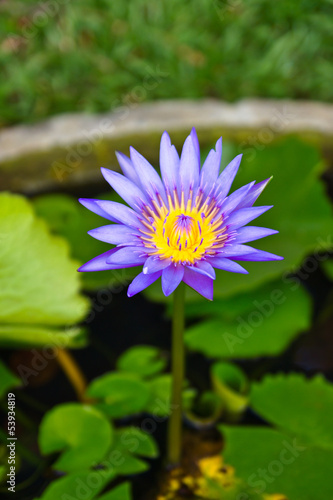 Purple lotus