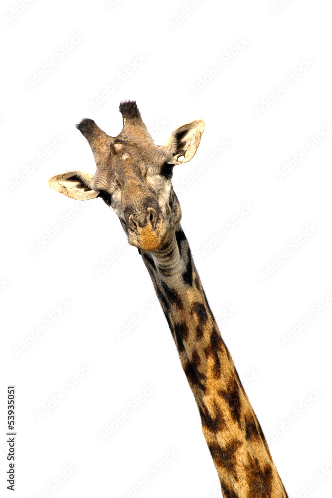 Obraz premium Giraffe isolated on white