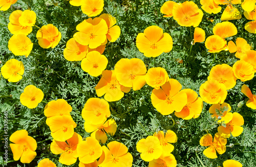 Fototapeta Naklejka Na Ścianę i Meble -  California poppy flowers (Eschscholzia californica)