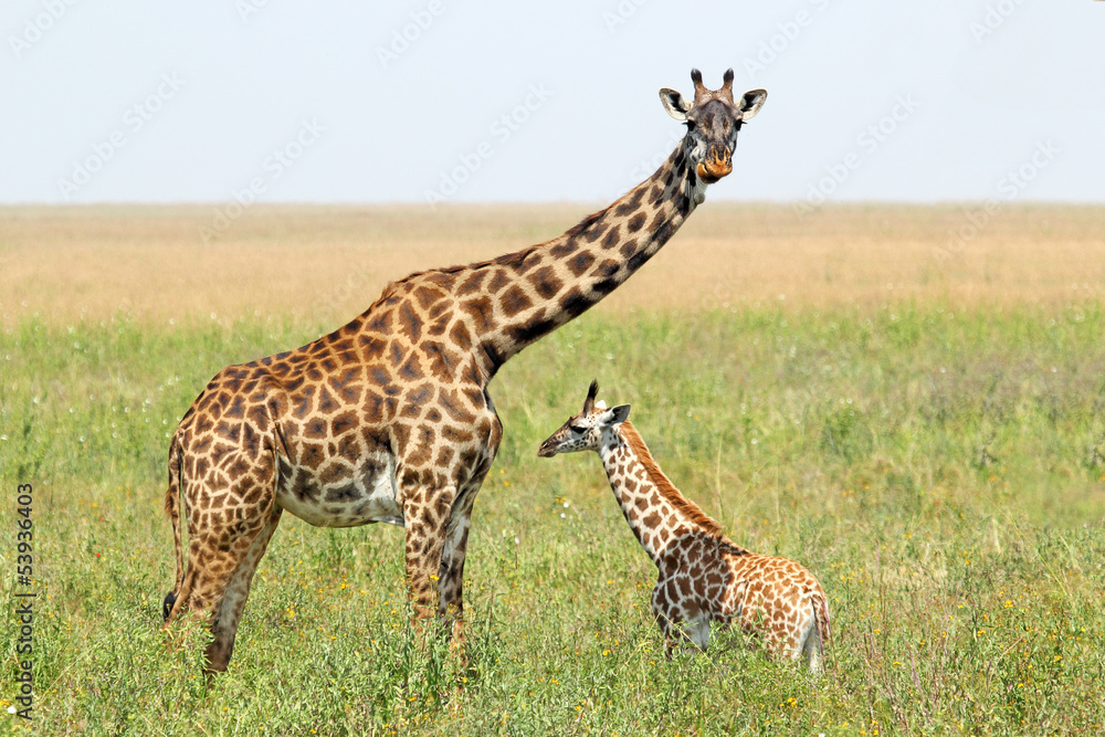 Naklejka premium Baby giraffe and mother