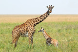 Baby giraffe and mother