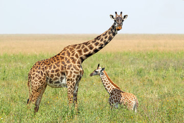 Leinwandbilder Giraffe Giraffenbaby mit Mutter in Savanne  © mattiaath