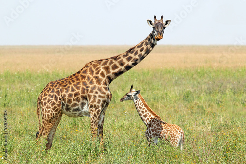 Baby giraffe and mother