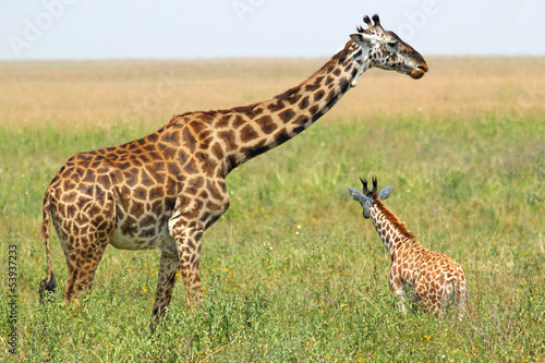 Baby giraffe and mother © mattiaath