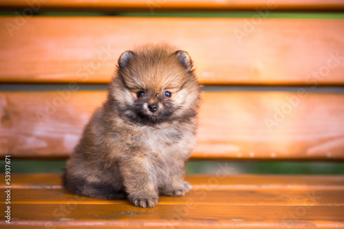 Pomeranian puppy on a bench