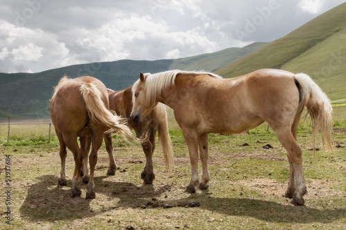 Cavalli al pascolo - Horses grazing